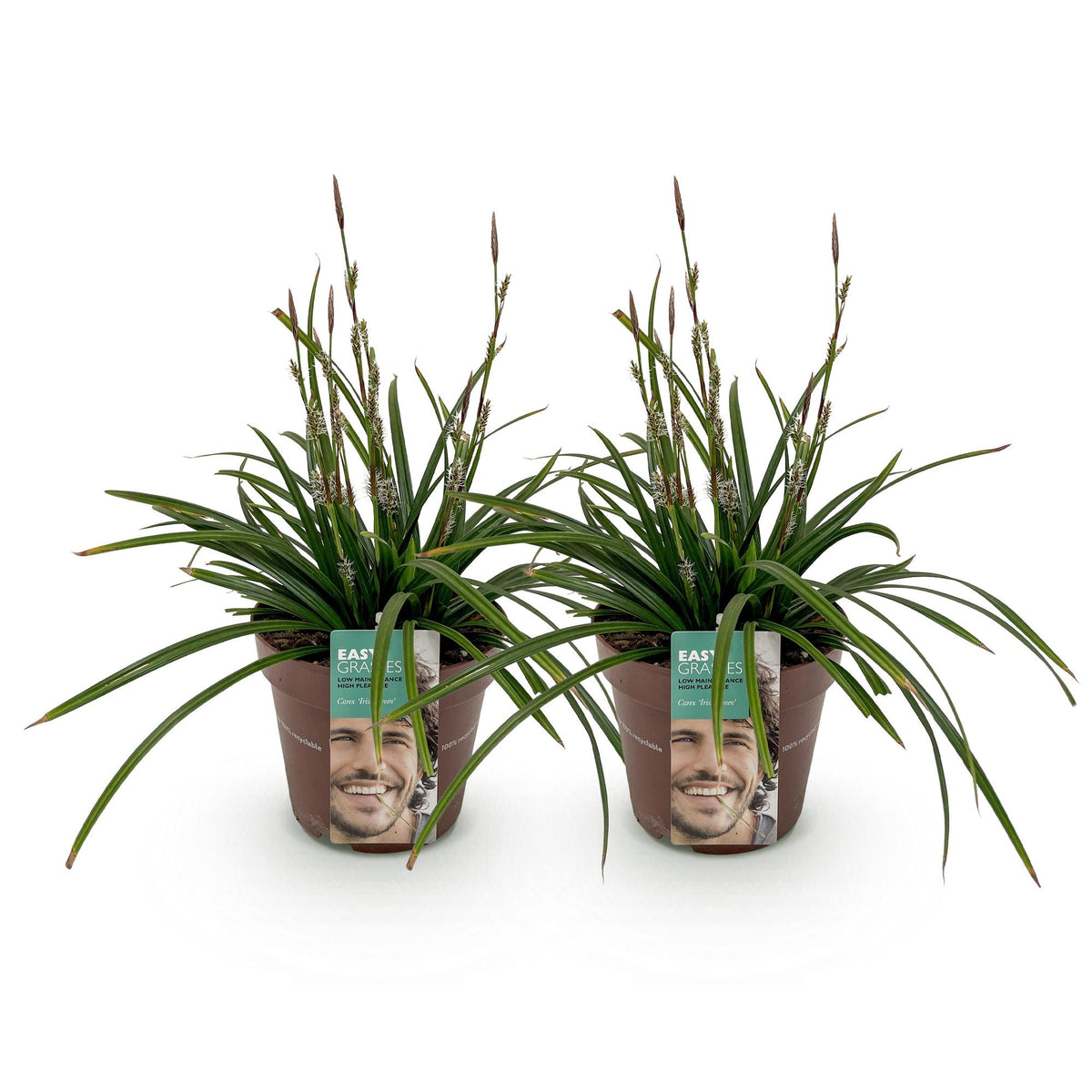 Carex morrowii Irish Green, 50 cm hoog, kenmerkend blad