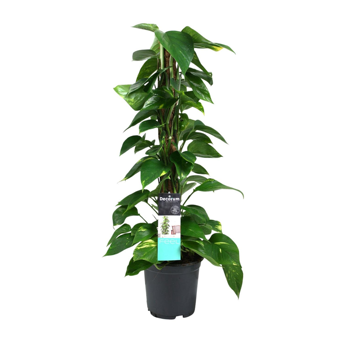 Productfoto van Scindapsus (Epipremnum)