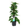 Scindapsus (Epipremnum)