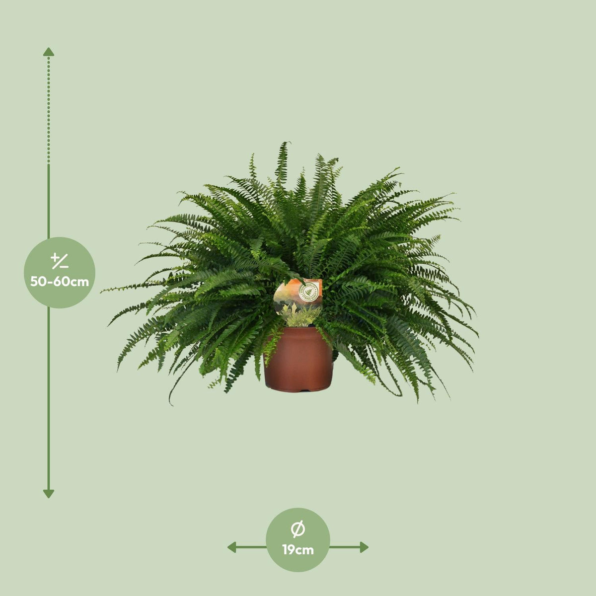 Nephrolepis Green Lady, kenmerkend blad