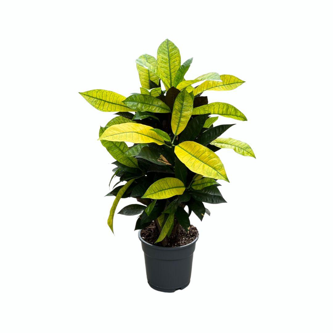 Croton Mrs. Iceton, plant in pot
