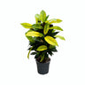 Croton Mrs. Iceton