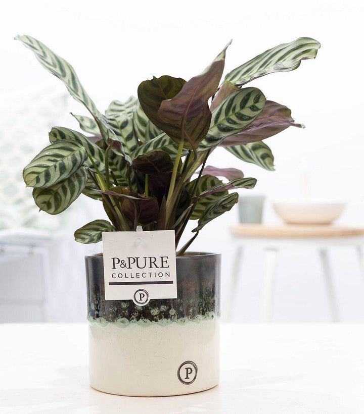 Ctenanthe Burle Marxii In Illusion Cer.