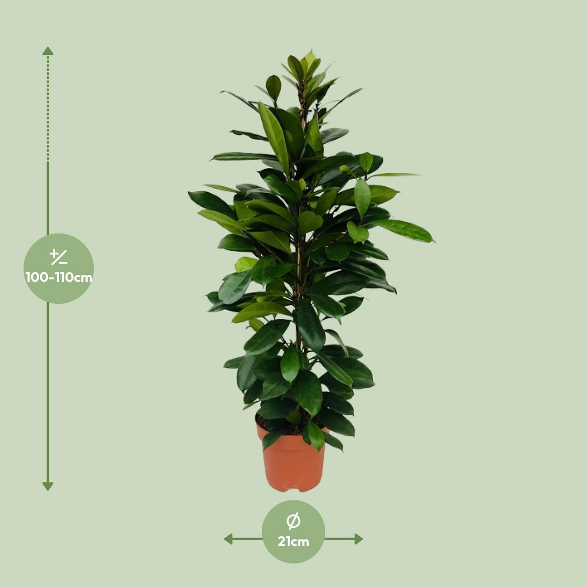 Ficus Cyathistipula, detail van het blad