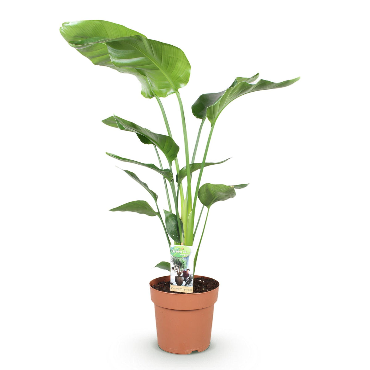 Stelitzia Nicolai, kenmerkend blad