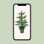 Kamerden Araucaria heterophylla, stekelige takken, 40 cm