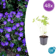 Geranium &