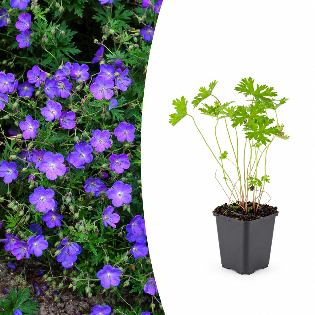 Geranium 'Johnson's Blue', plant in pot