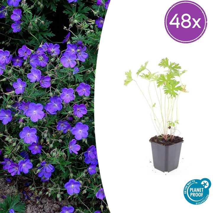 Geranium &