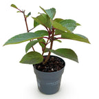 Pluimhortensia Living Infinity