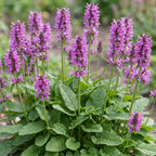 Stachys mon. Hummelo - Ezeloor - Paars, detail van het blad
