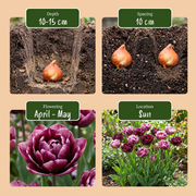 Tulp Sweet Desire mix bloembollen, foto 4