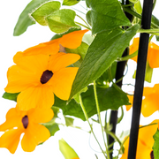 4x Thunbergia Alata Sunny Susy New Orange