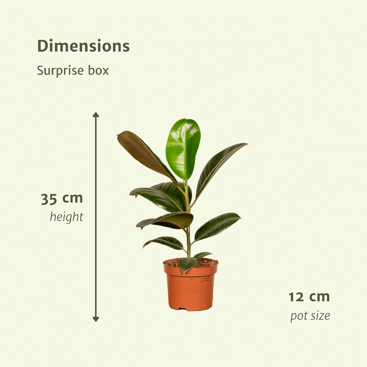 Detailfoto van Verrassingsbox