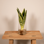 Productfoto van Sanseviera in Cylinder glas