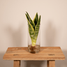 Sanseviera in Cylinder glas