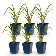 6x Daglelie Mauna Loa