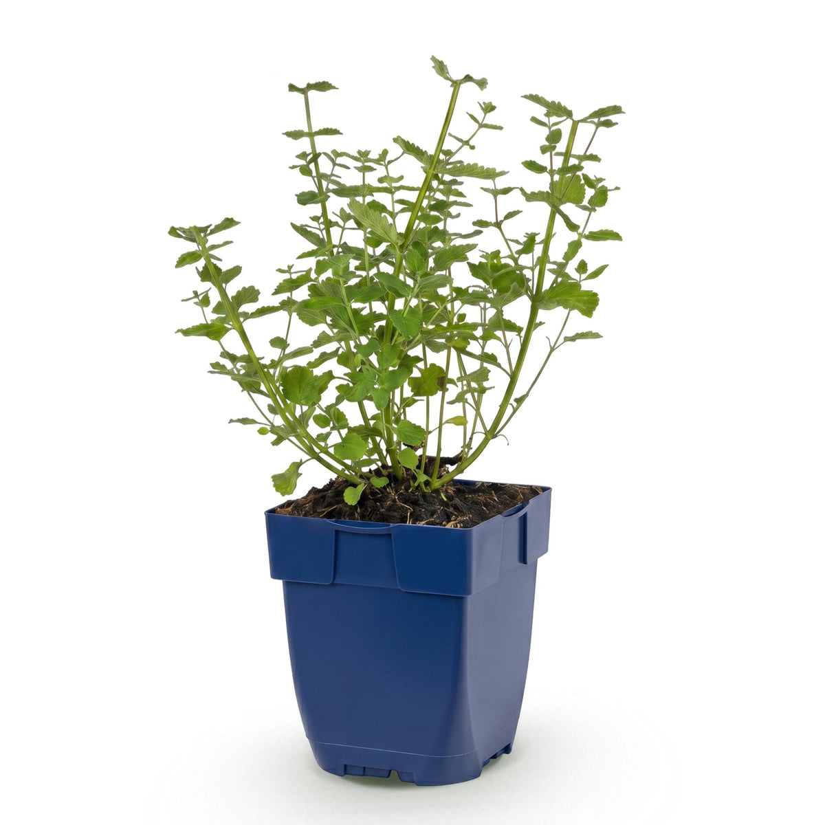 Kattenkruid faassenii Walker's Low, met blauwe bloemen, groene bladeren
