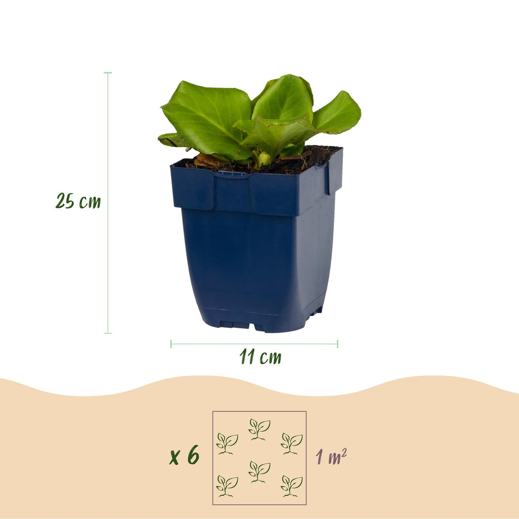 Bergenia cordifolia - Schoenlappersplant - Schaduw - Roze