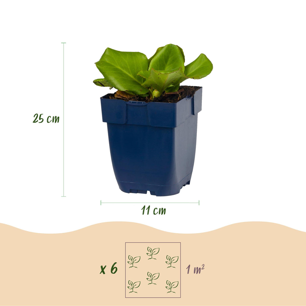 Bergenia cordifolia - Schoenlappersplant - Schaduw - Roze