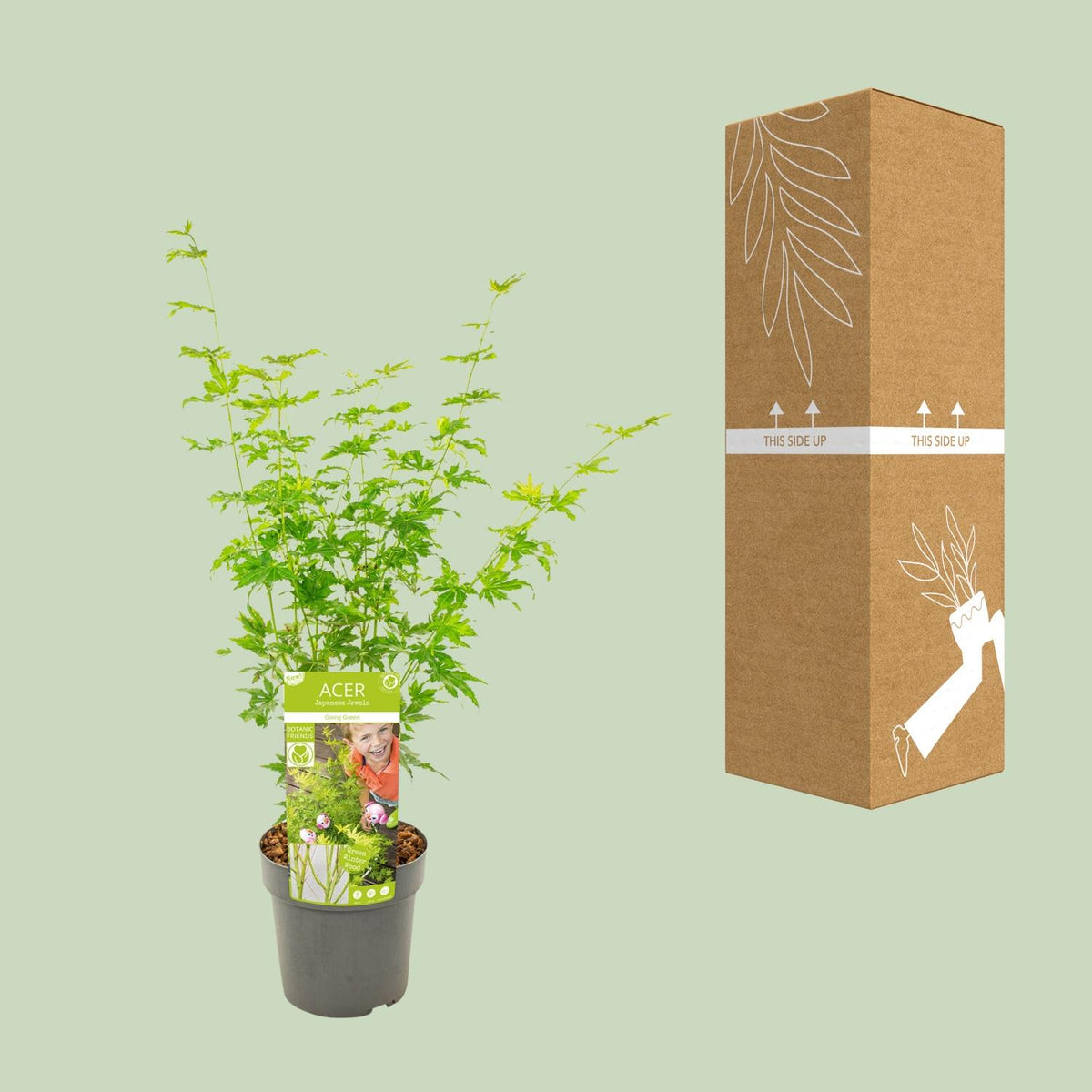 Acer palmatum 'Going Green', Japanse esdoorn, 50 cm hoog, compacte plant