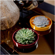 ROOTLESS Succulent Echeveria Pulidonis in schaal &
