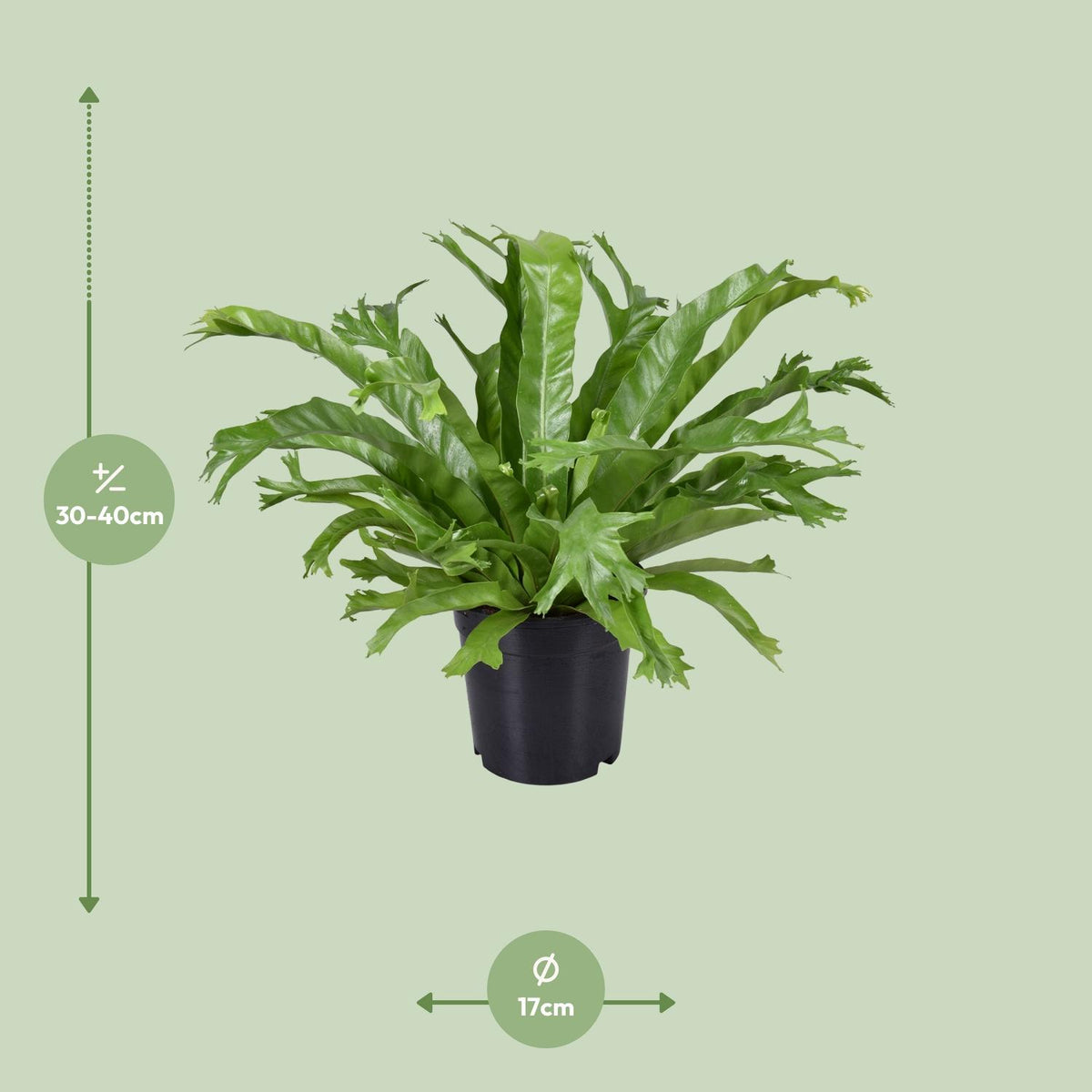 Detailfoto van Asplenium Nidus Crissie