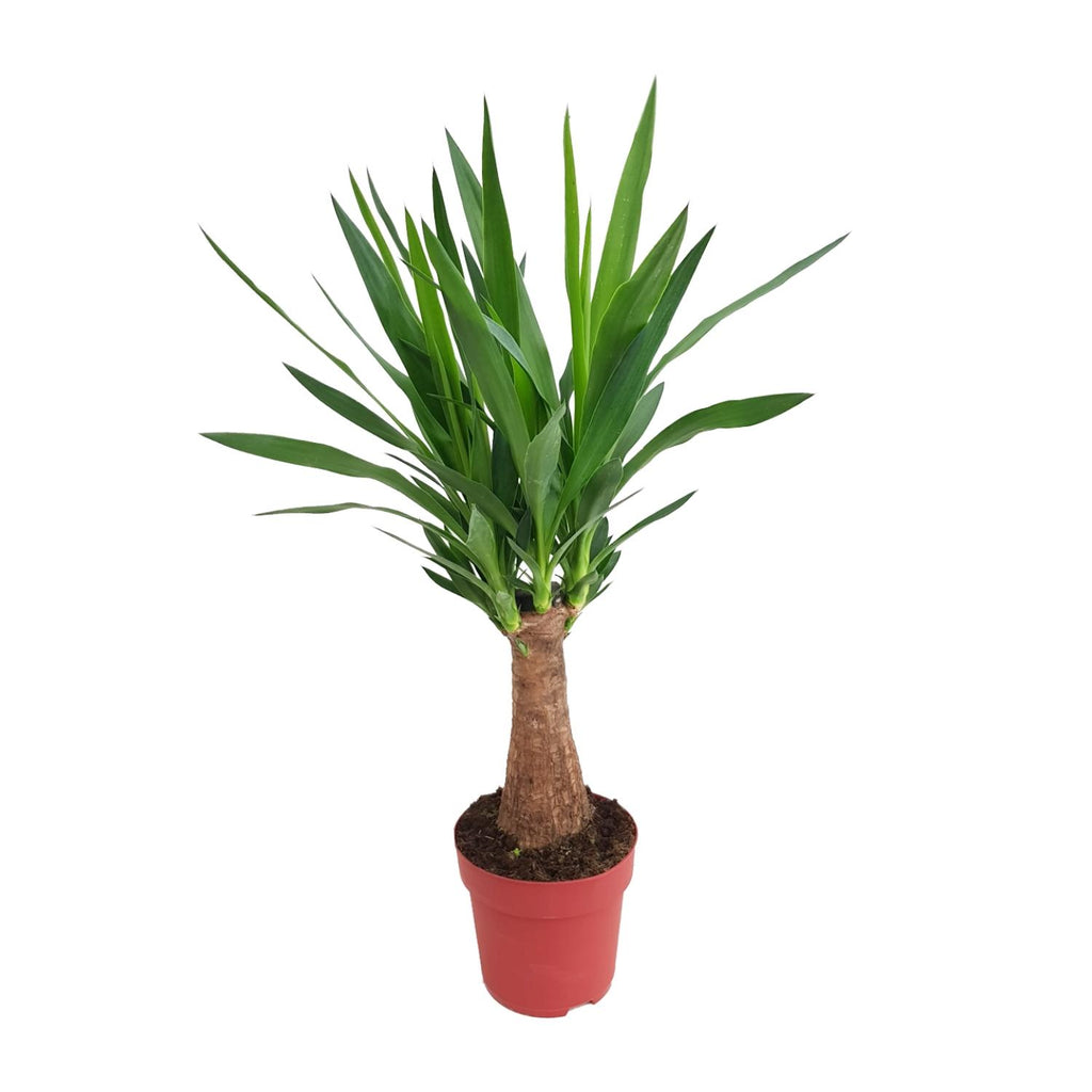 Detailfoto van Yucca Maya Tree 30stam