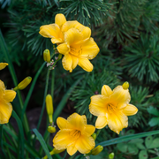 Hemerocallis &