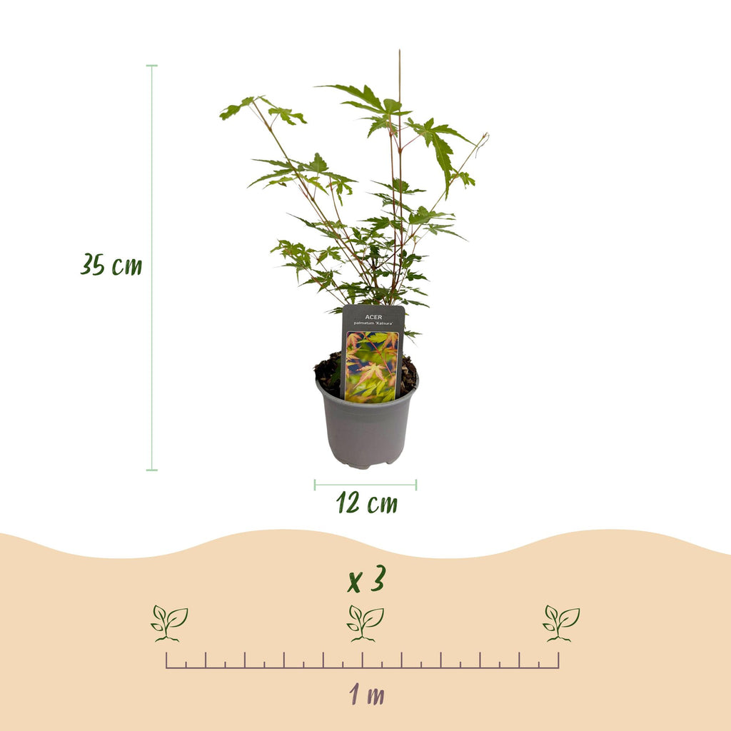 Acer palmatum Sangokaku, 35 cm hoog