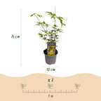 Acer palmatum Sangokaku, 35 cm hoog