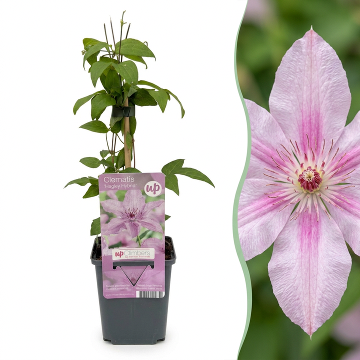 Clematis &