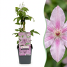 Clematis 'Hagley Hybrid' - roze bosrank - set van 4 - Ø9 cm