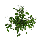 Ficus Benjamina Exotica, kenmerkend blad