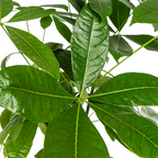 Pachira Aquatica met mand, groene bladeren