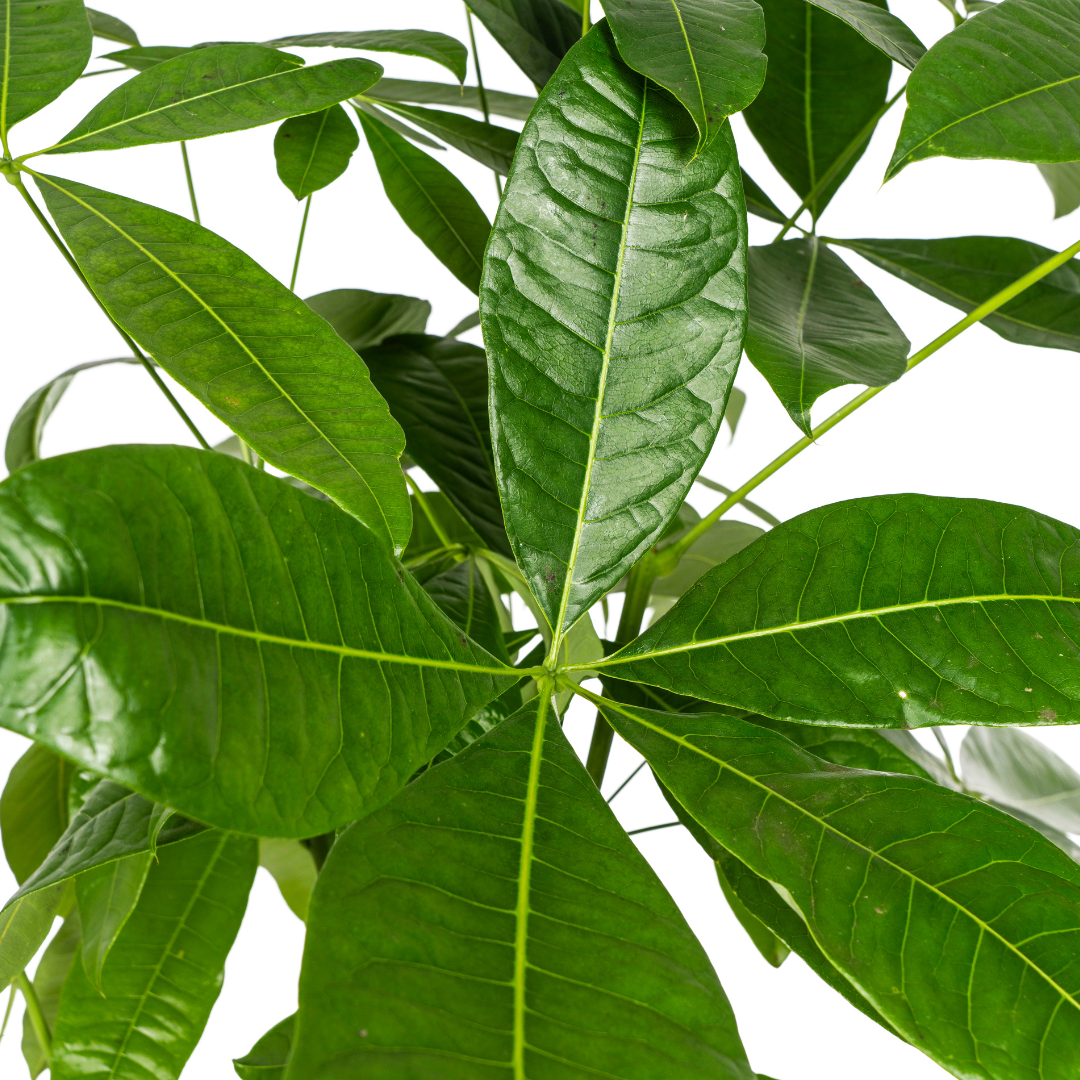 Pachira Aquatica met mand, groene bladeren