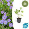 6x Geranium Rozanne
