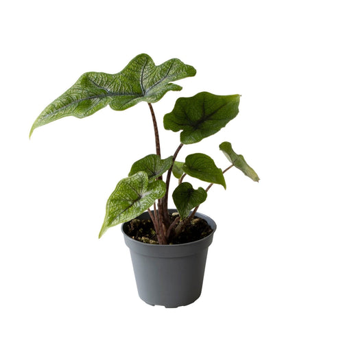 Alocasia 'Jacklyn' - diep ingesneden olifantsoor - babyplant, plant in pot
