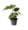 Alocasia 'Jacklyn' - diep ingesneden olifantsoor - babyplant Ø6 cm