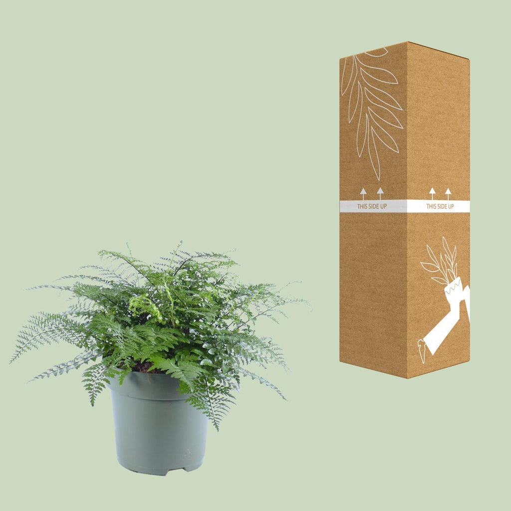 Asplenium Parvati, kenmerkend blad