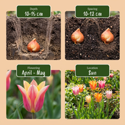 Lelietulp &