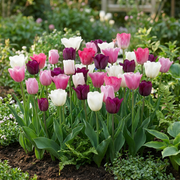 Pastel tulpen mix bloembollen, foto 2