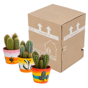 Cereus mix