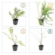 Symphoricarpos ch. &
