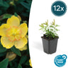 12x Hypericum calycinum