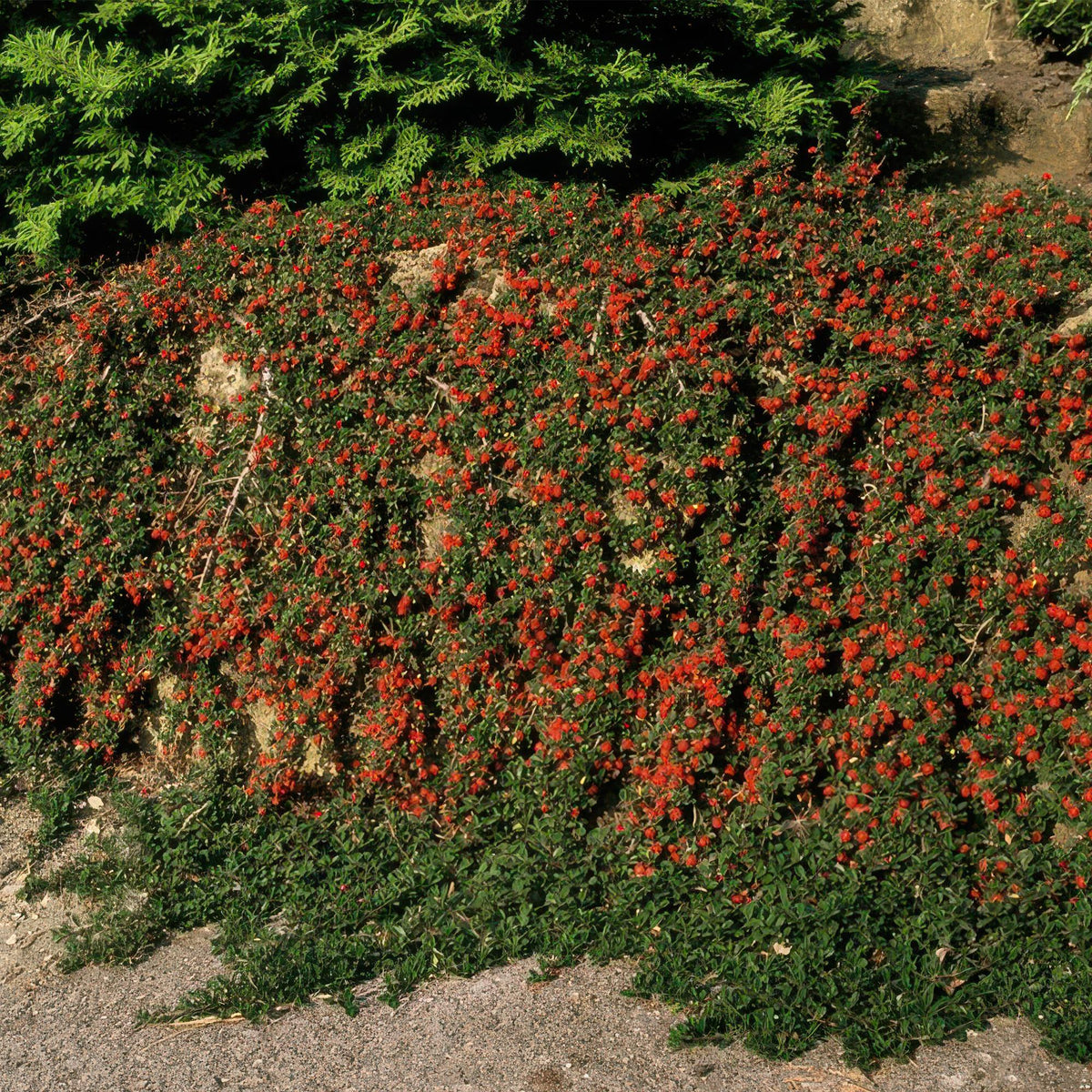 Cotoneaster pr. 'Queen of Carpets', 15 cm hoog, plant in pot