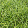 24x Carex morrowii 'Irish Green'