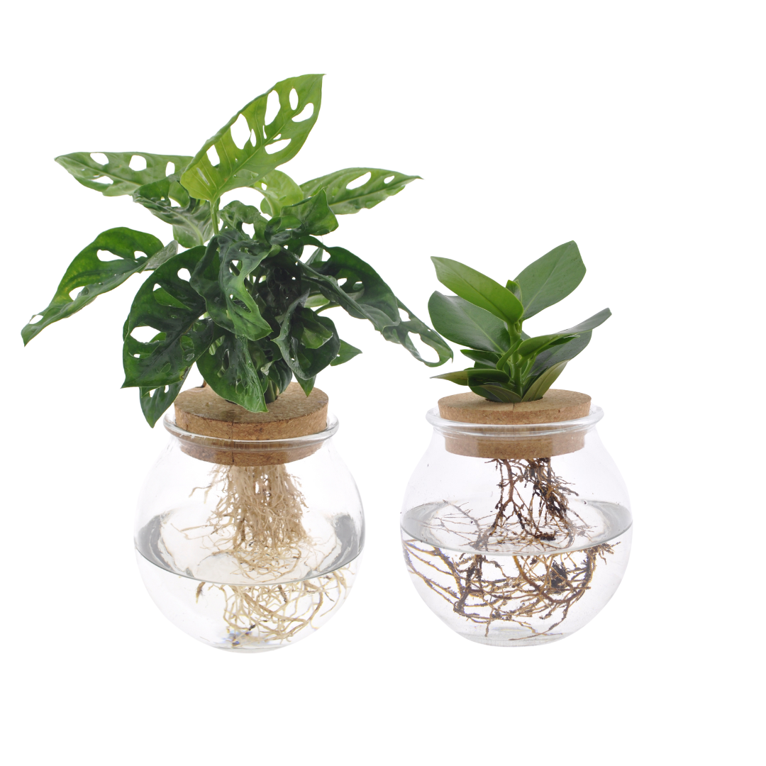 Productfoto van Bolglas Duo Monstera Adansonii/Clusia - 2 stuks