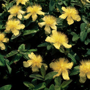 Hypericum calycinum