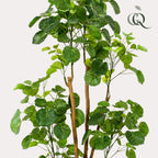 Productafbeelding van Pureplant